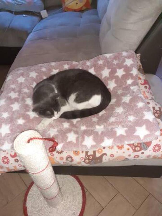 Ferienwohnung The Awesome House With The Bomber Cat Lugo  Exterior foto